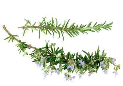 Rosemary Organic