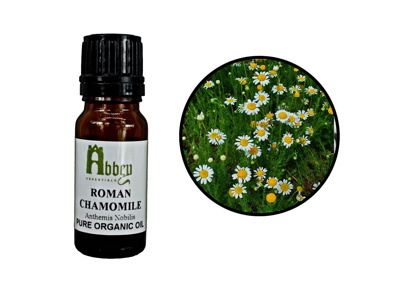 Chamomile Roman Organic